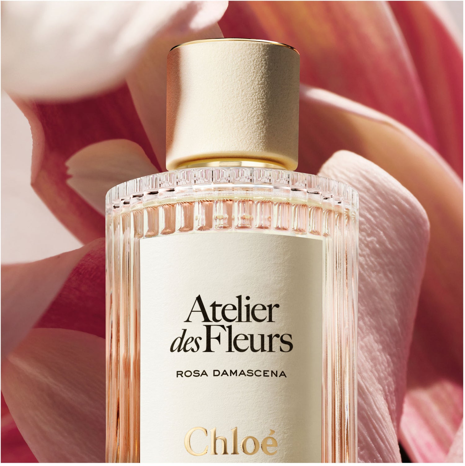 atelier des fleurs rosa damascena
