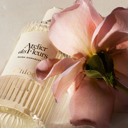 atelier des fleurs rosa damascena