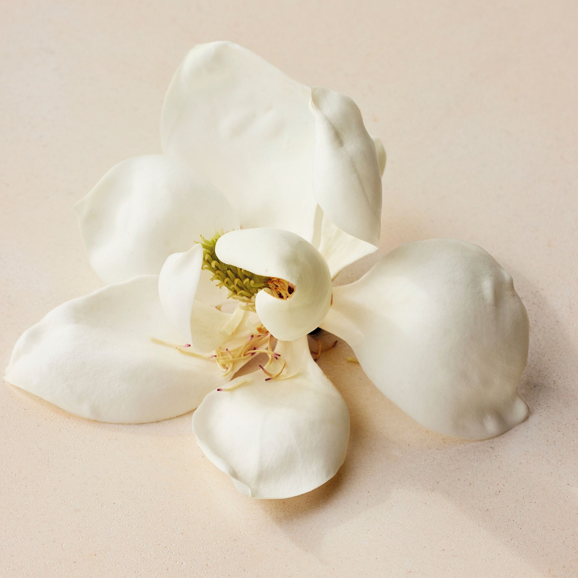 Atelier des fleurs magnolia alba