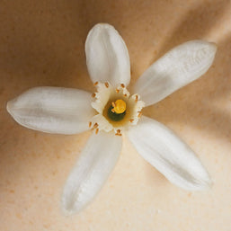 atelier des fleurs néroli