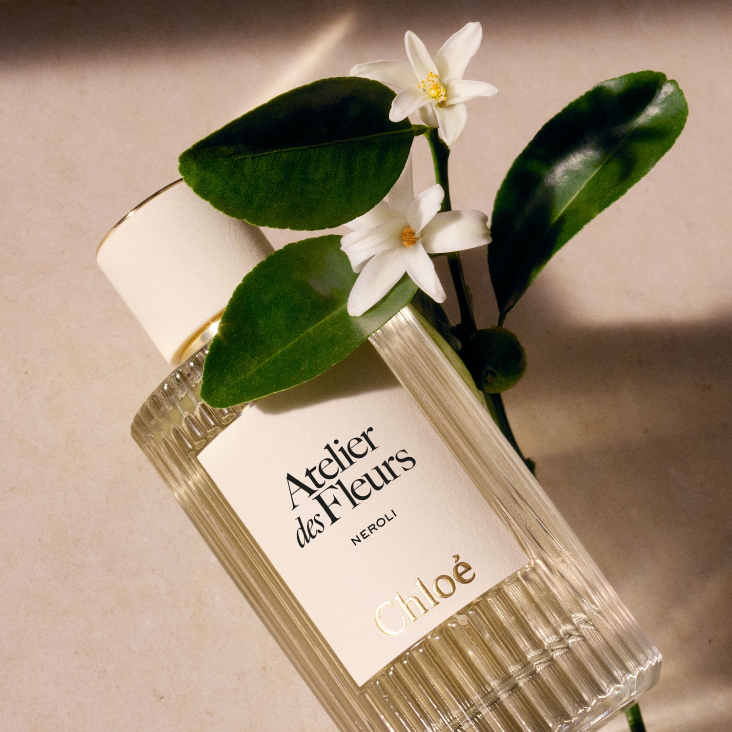 atelier des fleurs néroli