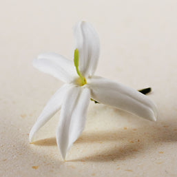atelier des fleurs jasminum sambac