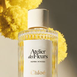 atelier des fleurs herba mimosa