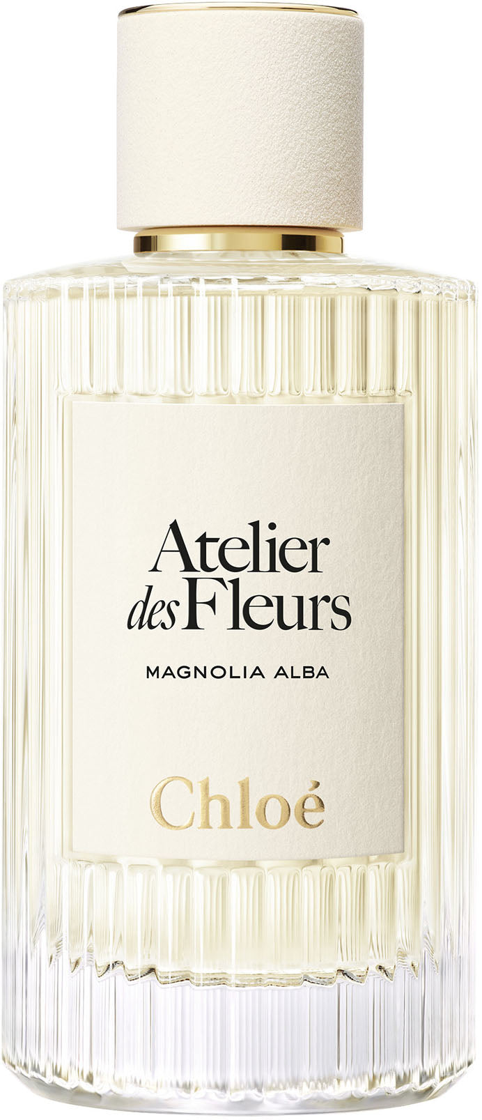atelier des fleurs magnolia alba