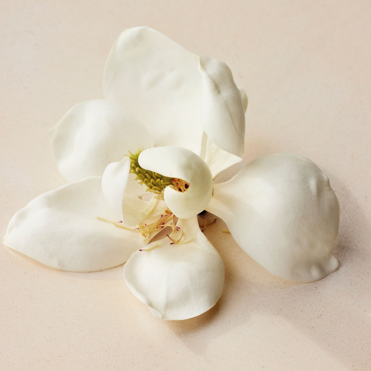 atelier des fleurs magnolia alba