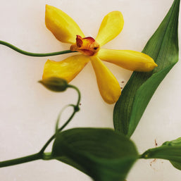 atelier des fleurs vanilla planifolia
