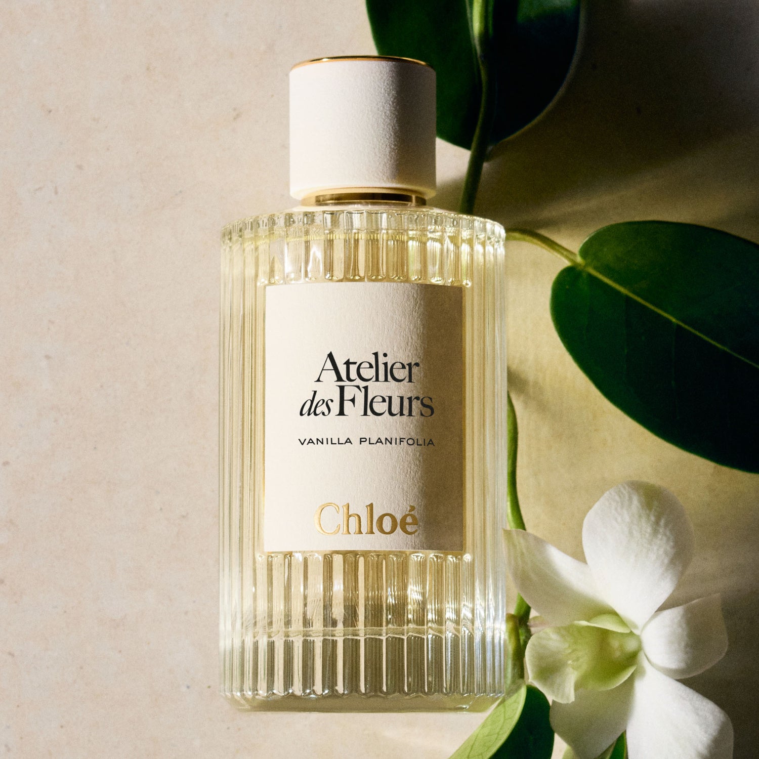 atelier des fleurs vanilla planifolia