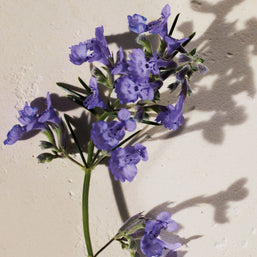 atelier des fleurs hysope