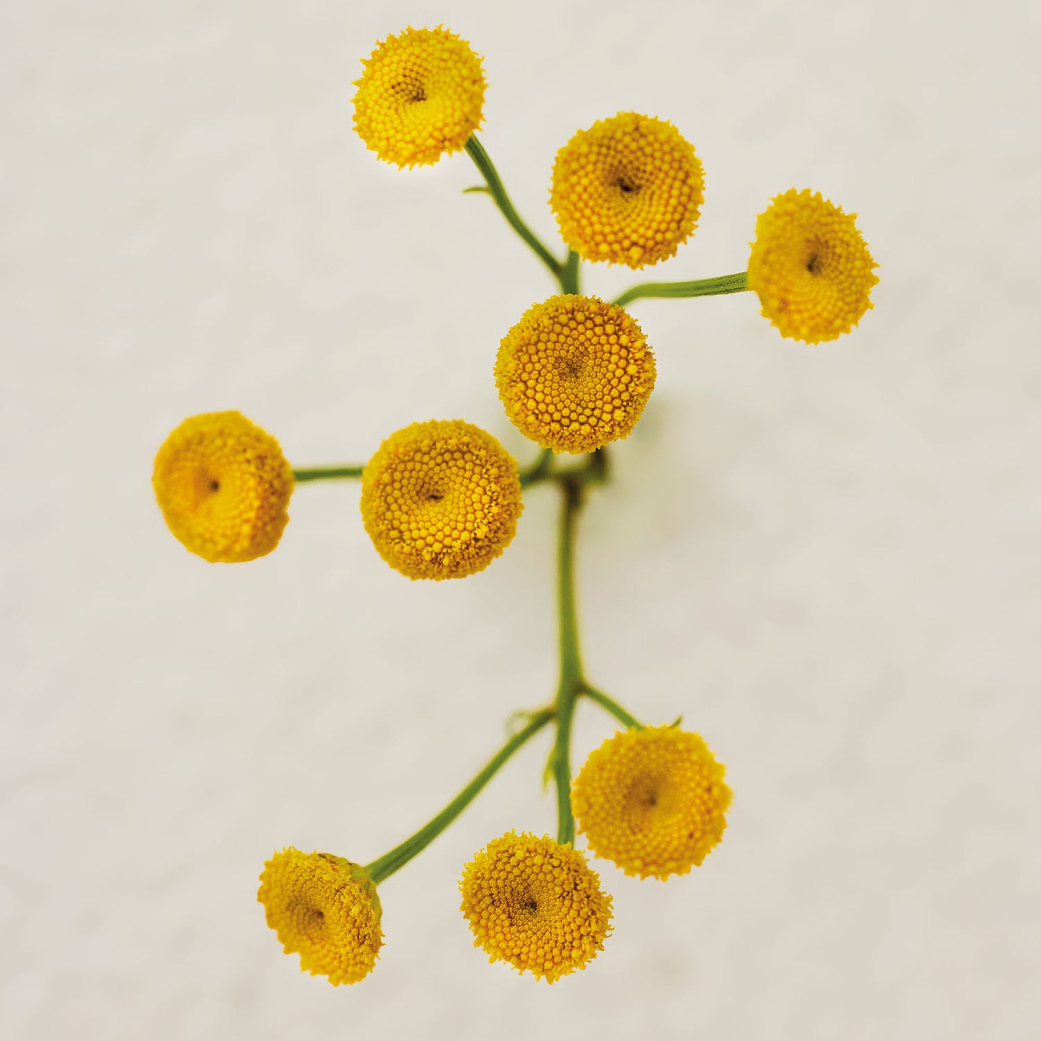atelier des fleurs immortelle
