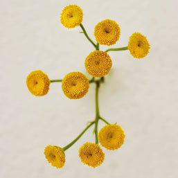 atelier des fleurs immortelle