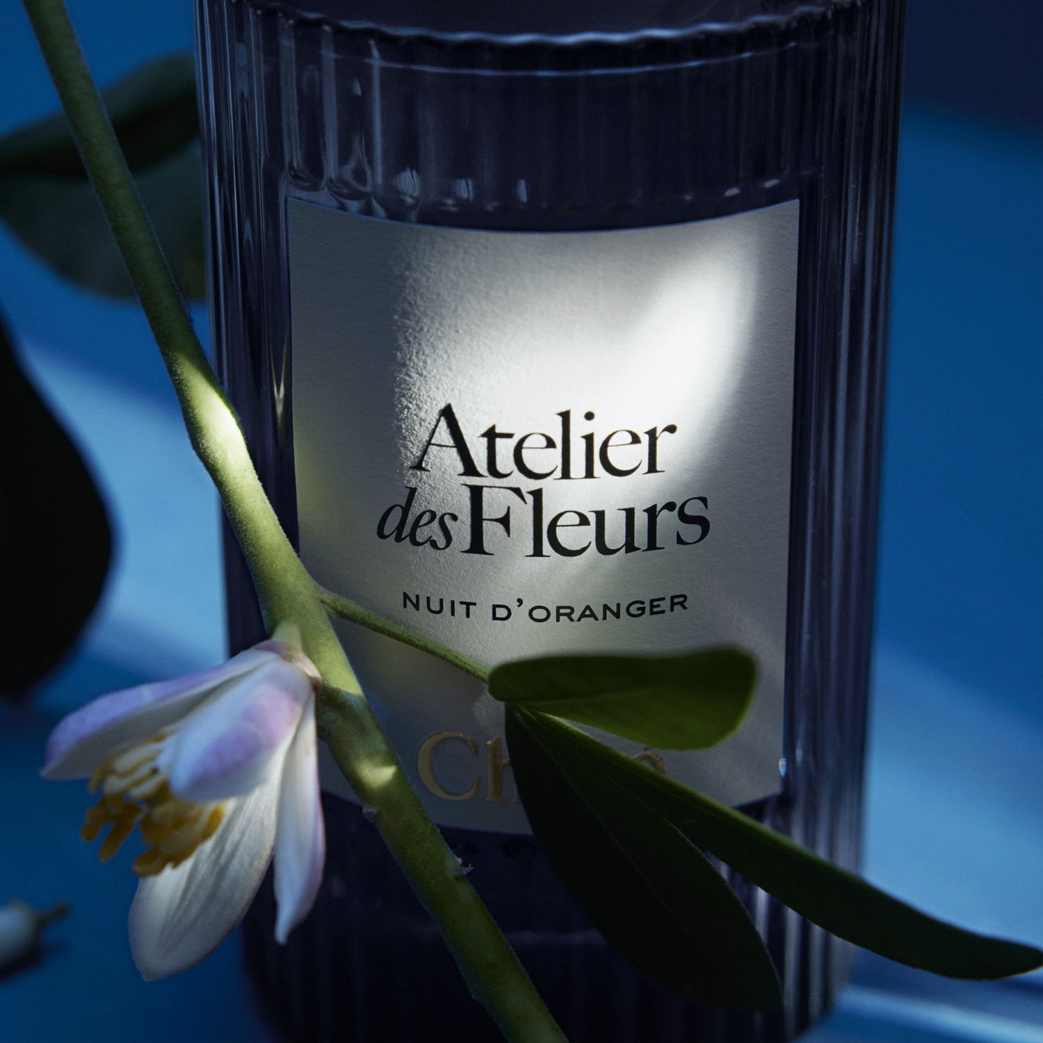 atelier des fleurs nuit d’oranger donna