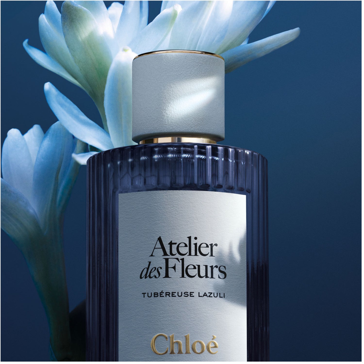 atelier des fleurs tubéreuse lazuli donna