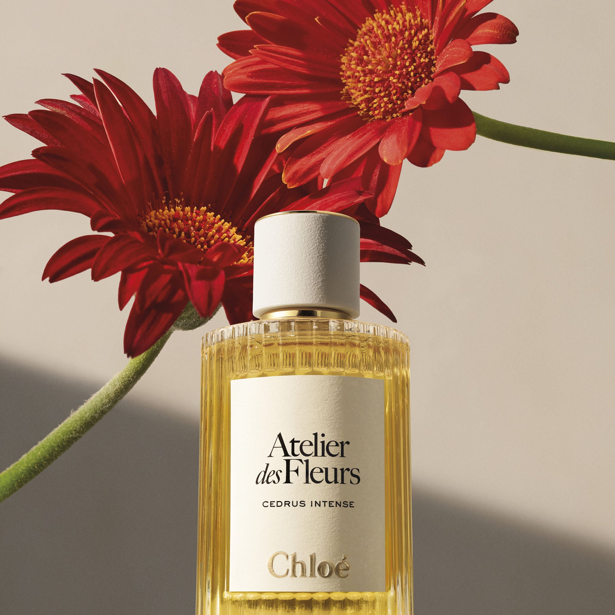 Atelier des Fleurs Cedrus Intense Eau de Parfum 50ml - Chloé