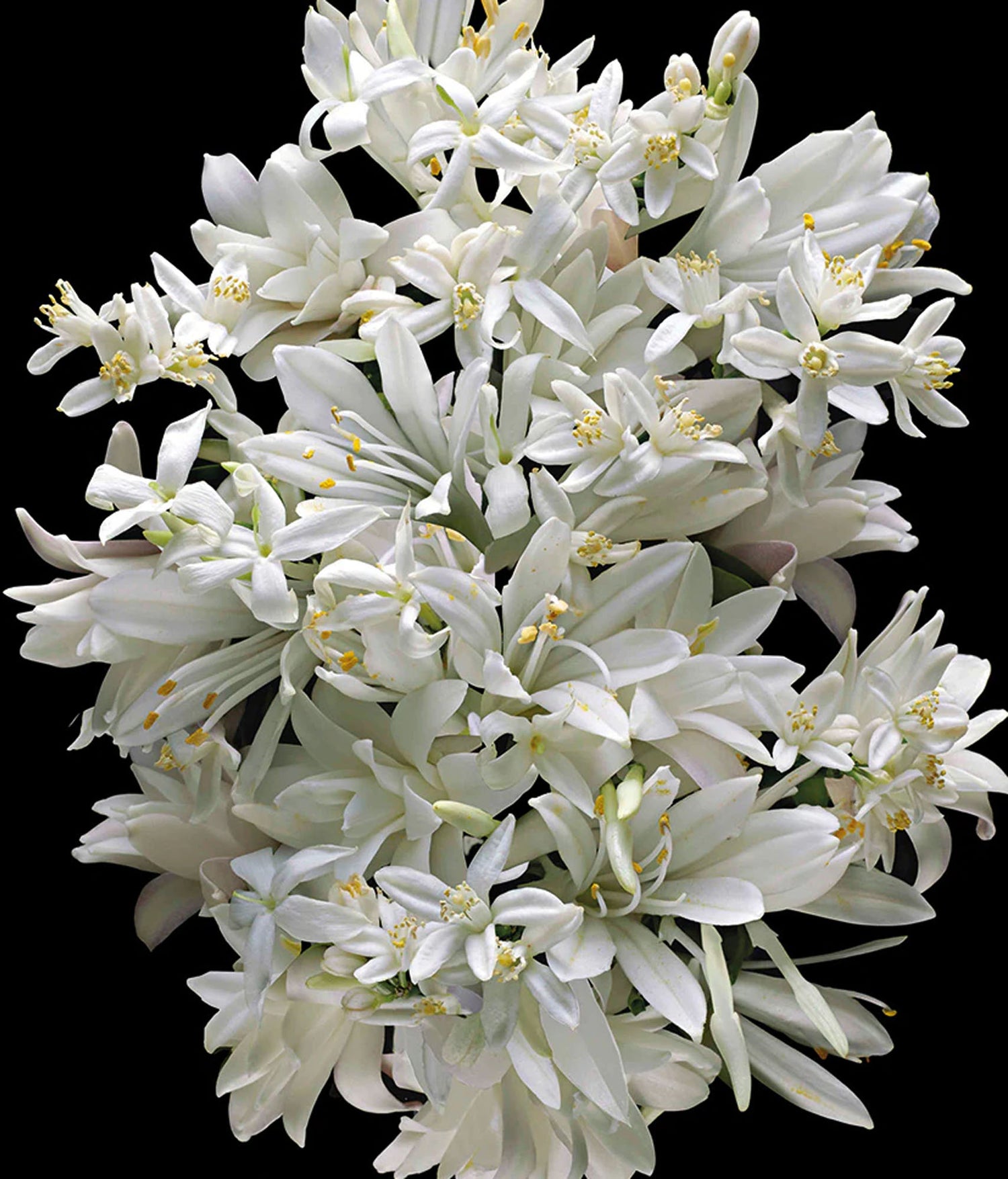 good girl gone bad the icon set