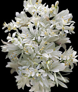 good girl gone bad the icon set