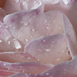 l'eau a la rose