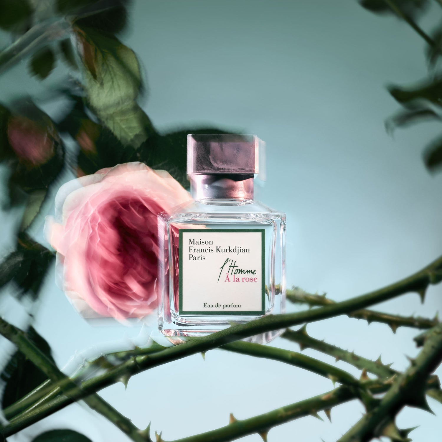l'homme à la rose