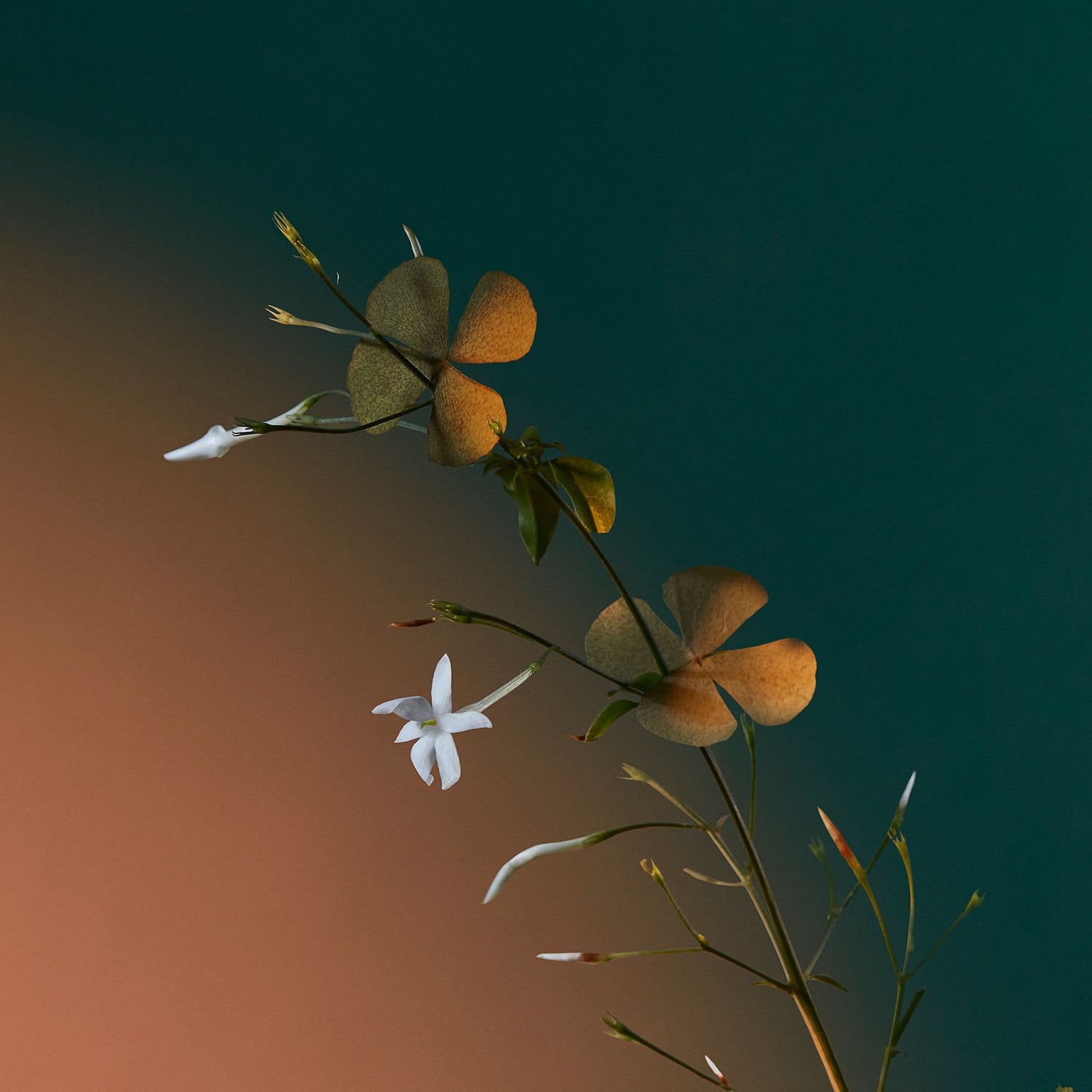 a kiss of bliss collection potions