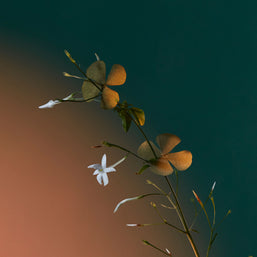 a kiss of bliss collection potions