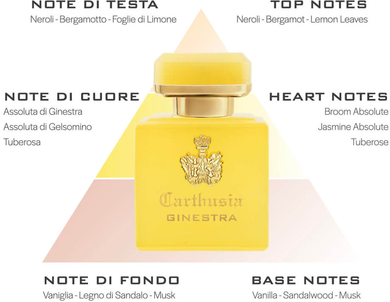 profumo intenso ginestra