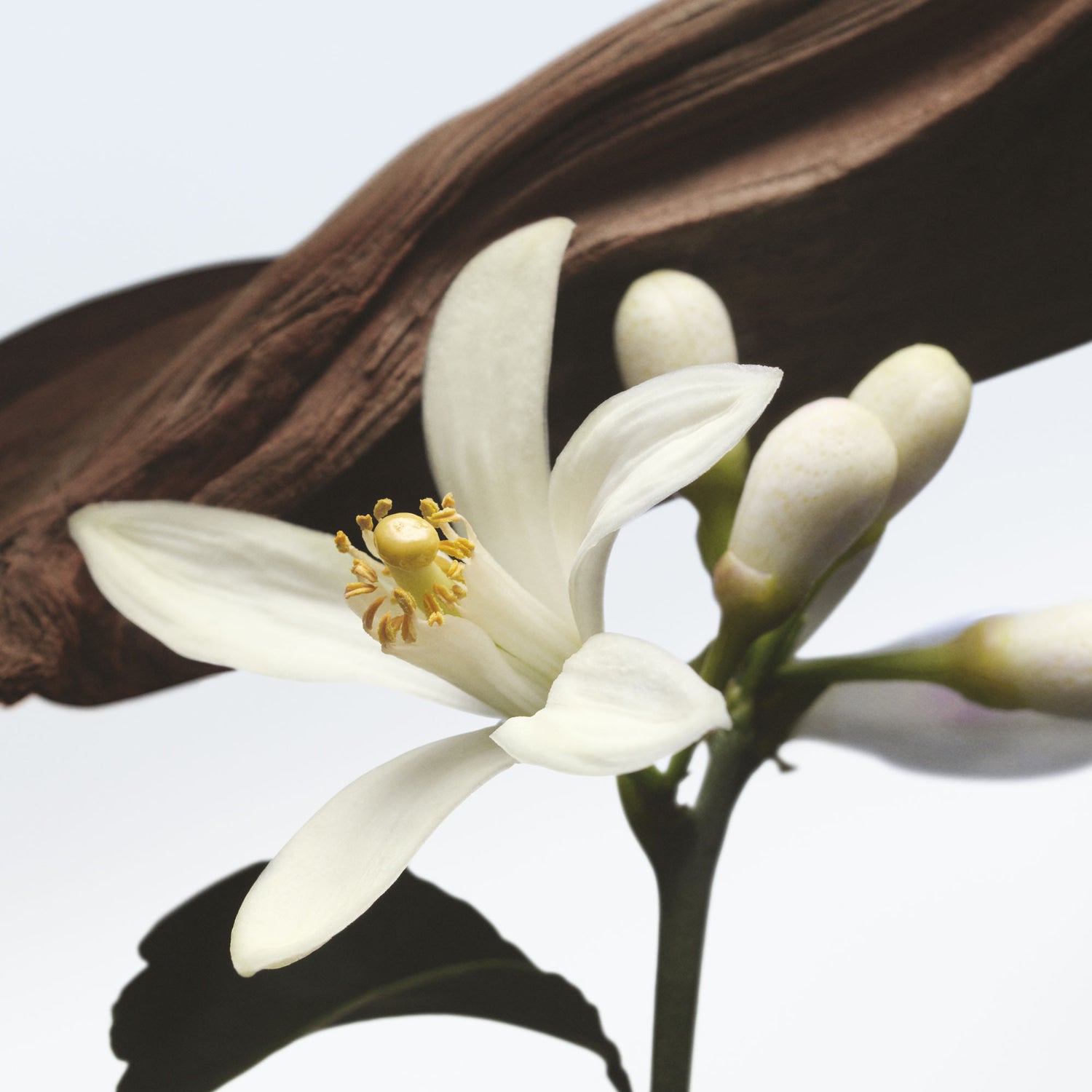 Jardin de L'Orangerie Eau de Parfum