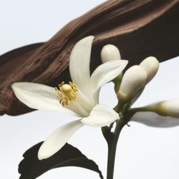 Jardin de L'Orangerie Eau de Parfum