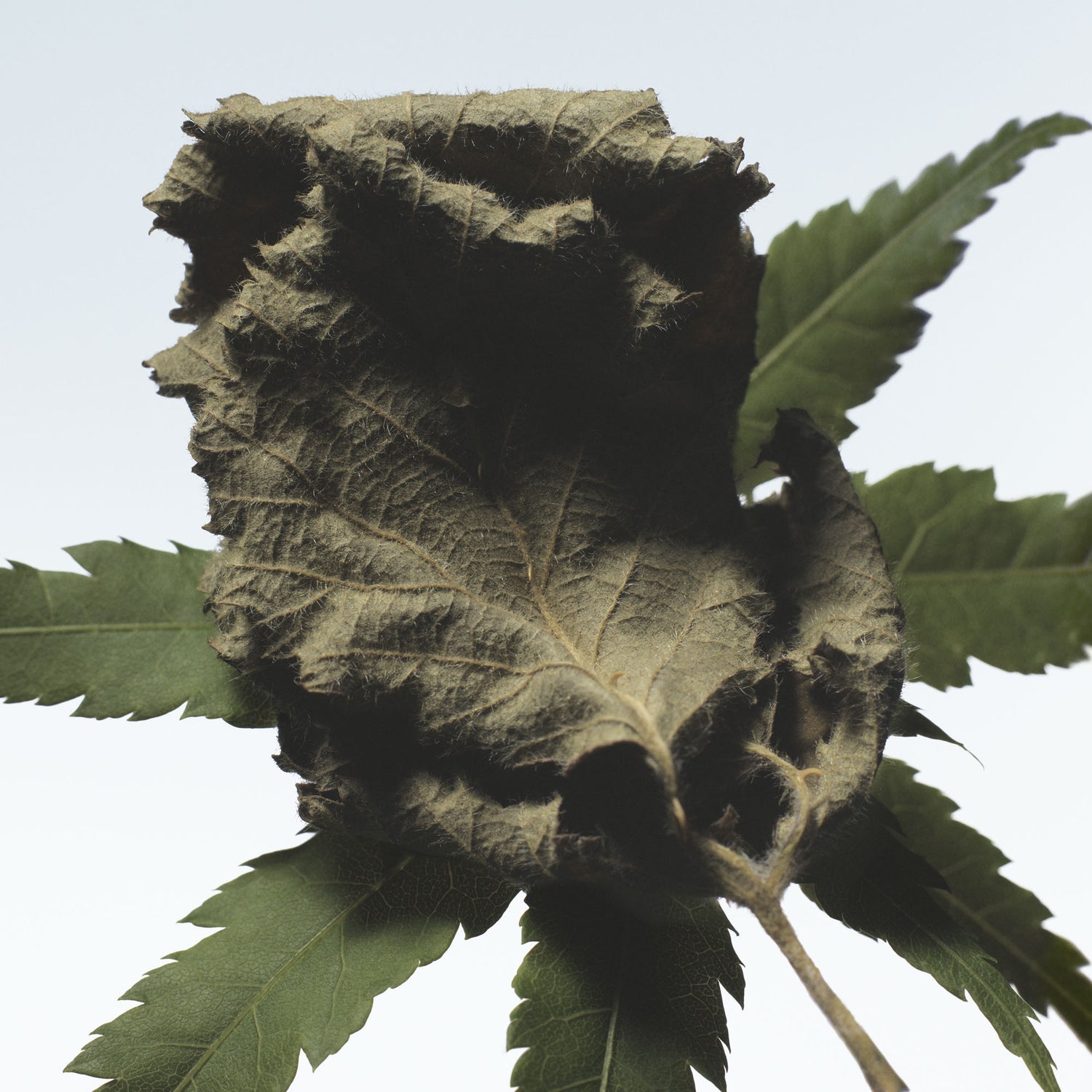 Cannabis Patchouli Eau de Parfum