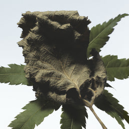 Cannabis Patchouli Eau de Parfum