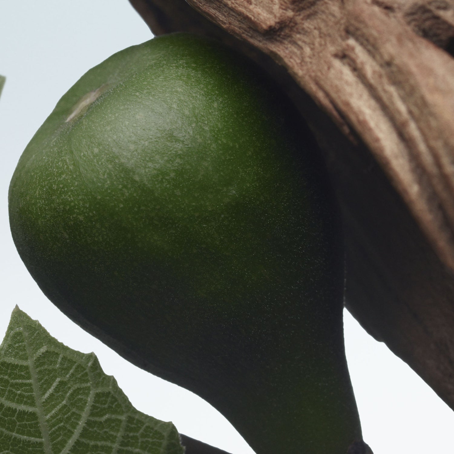 Santal Greenery Eau de Parfum