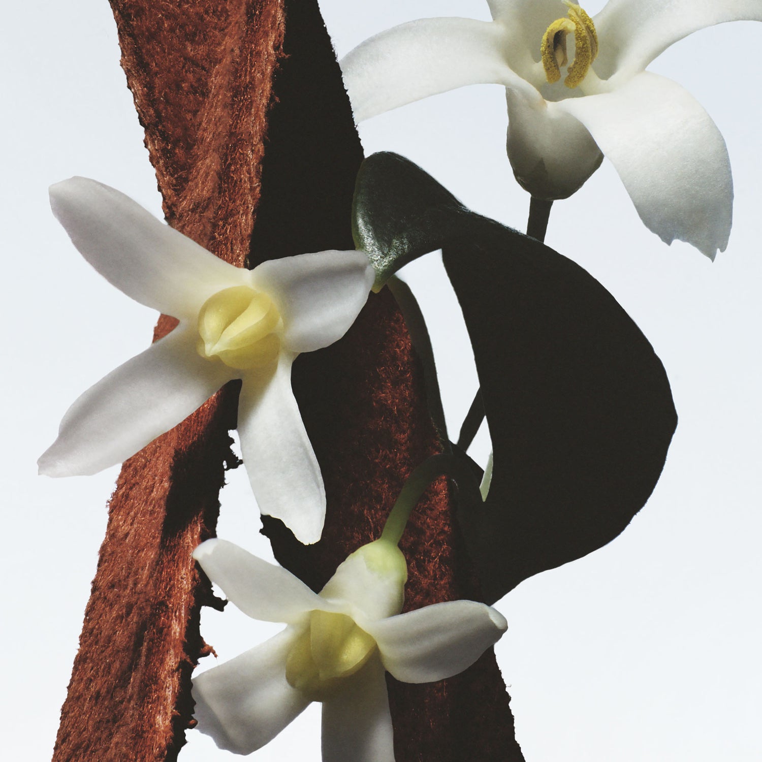 fleur du mal