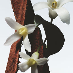 fleur du mal