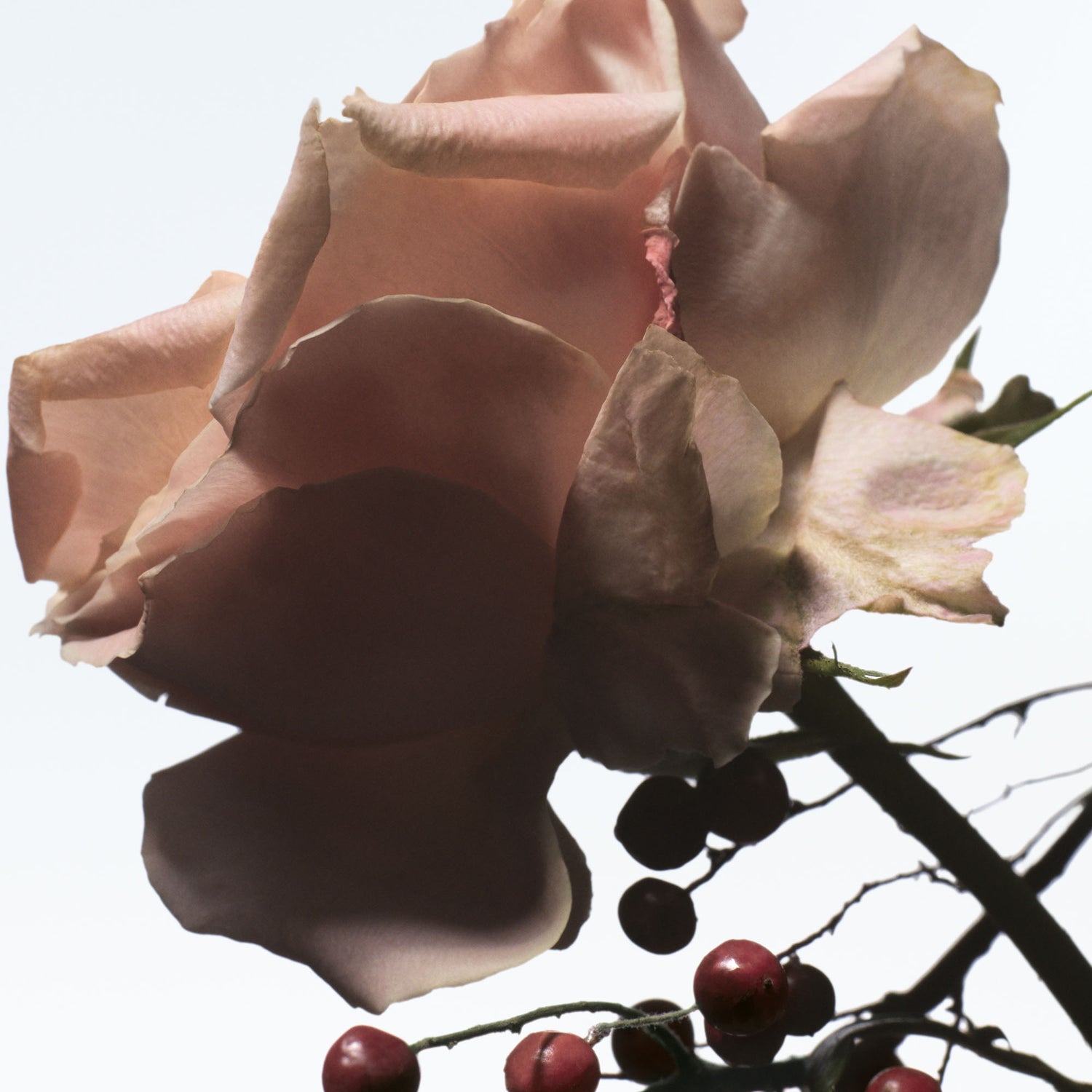 Raving Rose Eau de Parfum