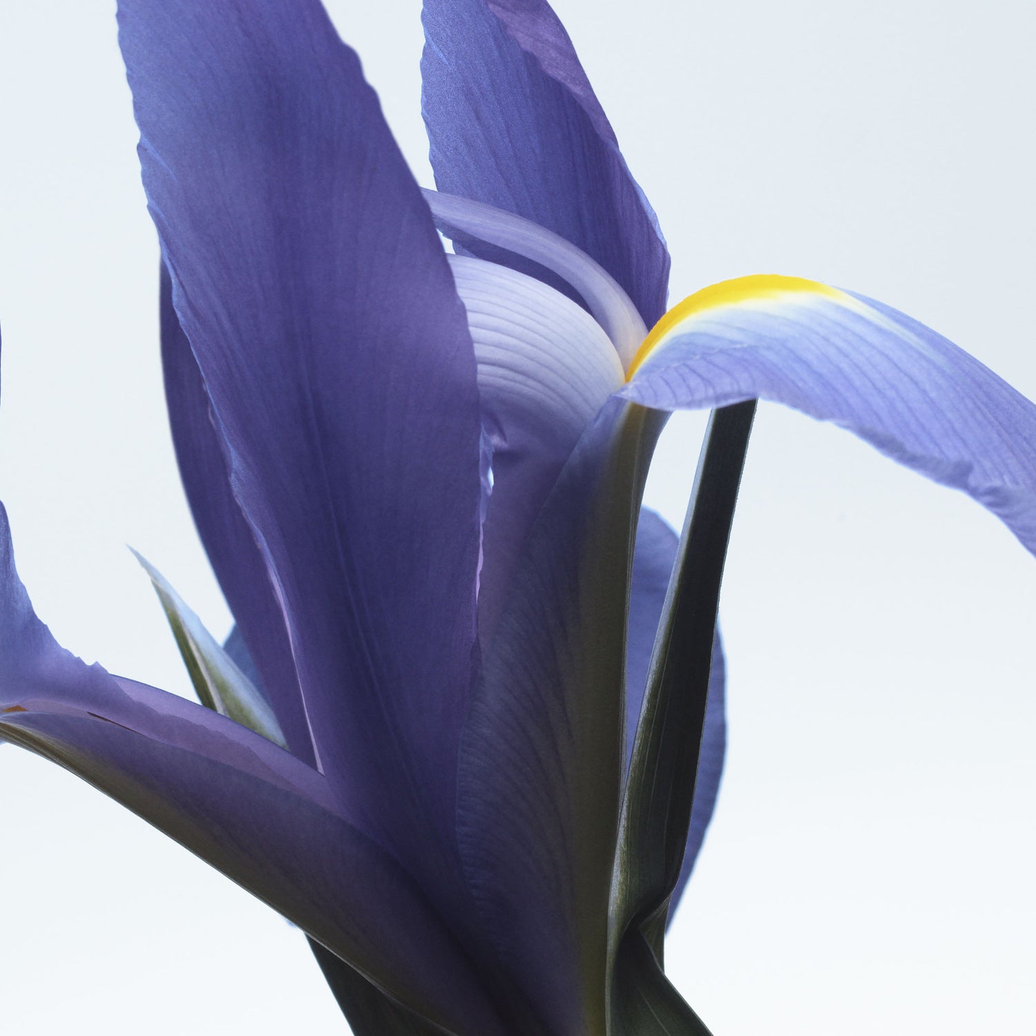 Neon Garden Eau de Parfum