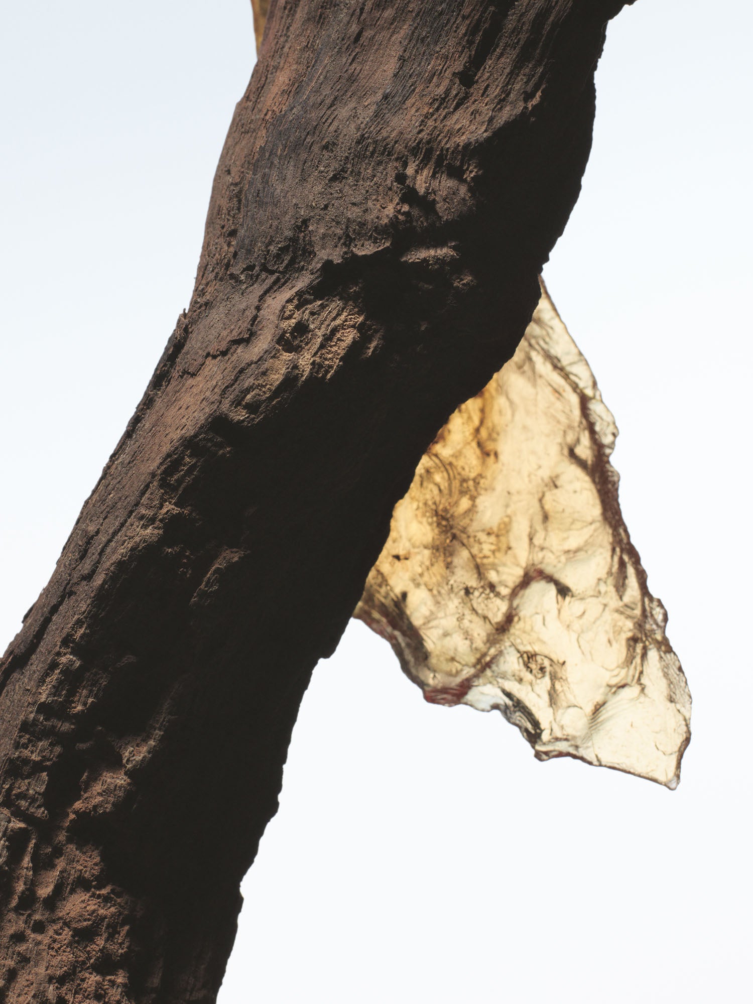 rock the myrrh