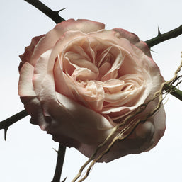 Rosa Carnivora Eau de Parfum